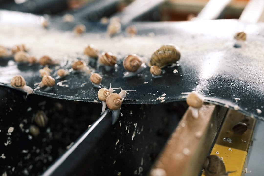 Sustainable Indoor Snail Farm