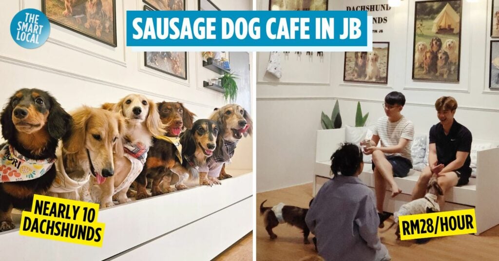 dachshund and friends dog cafe mount austin