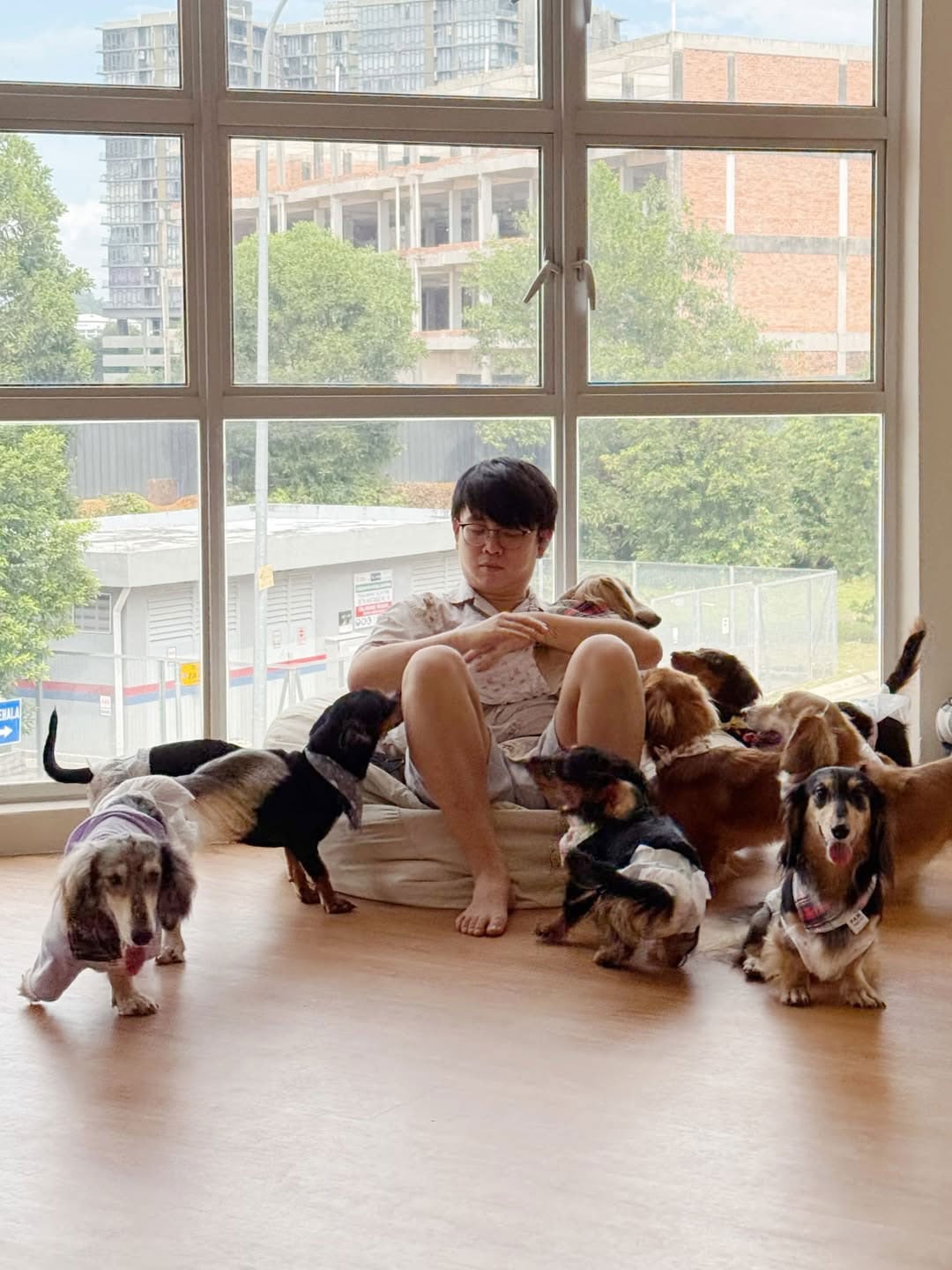 dachshund and friends dog cafe