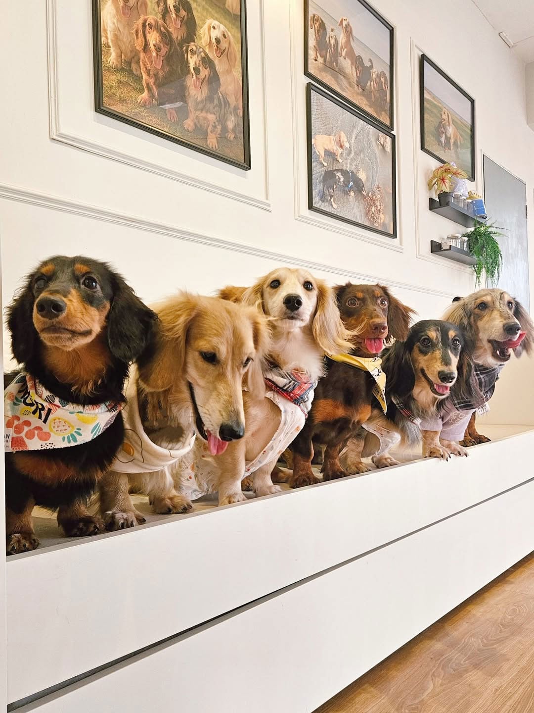 dachshunds