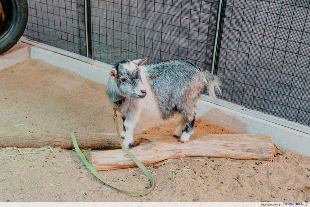 ioi city farm goat