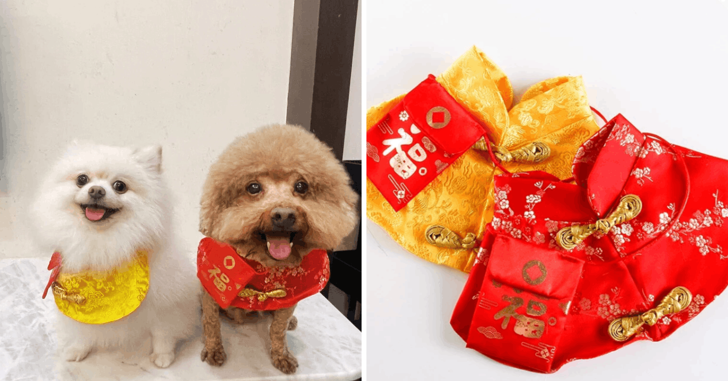 dog clothes & costumes for cny - red envelope/ang bao 