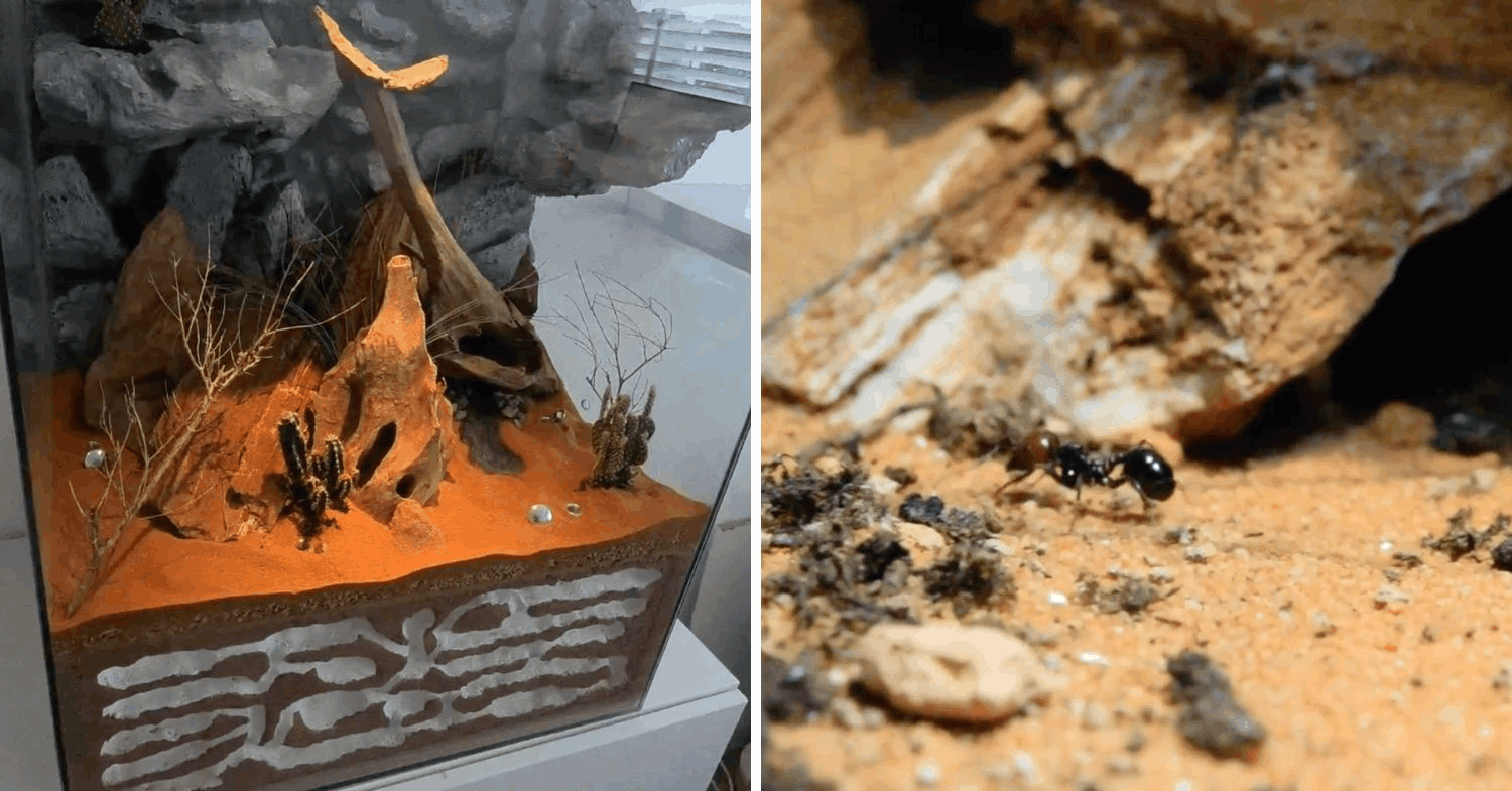 Niche hobbies in Singapore - Ant Keeping