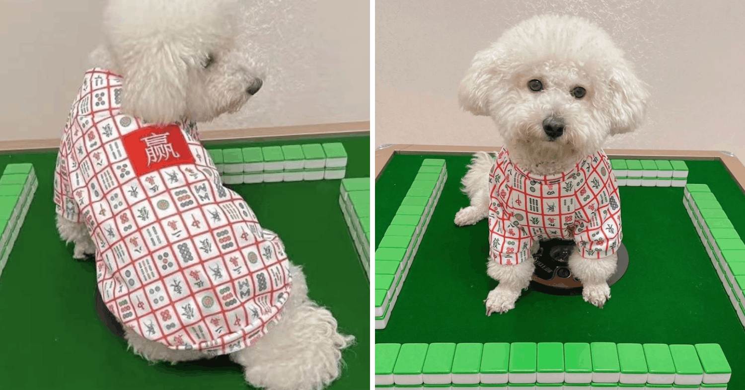 dog clothes & costumes for cny - mahjong