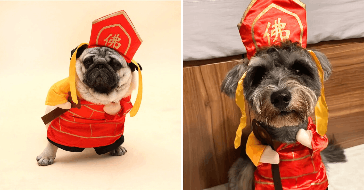 dog clothes & costumes for cny - tan sazang / buddhist monk
