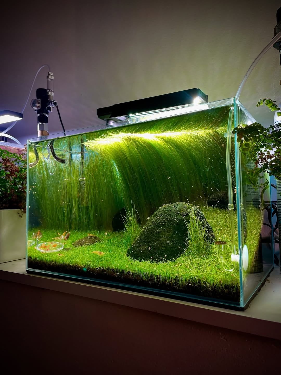 Niche hobbies in Singapore - Aquascaping