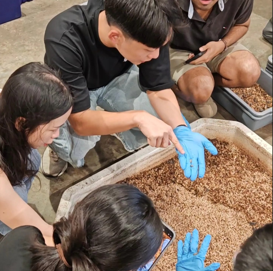 People handling larvae