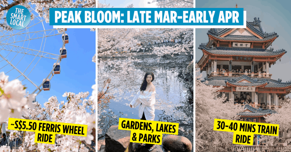 Cherry blossoms Shanghai - cover image