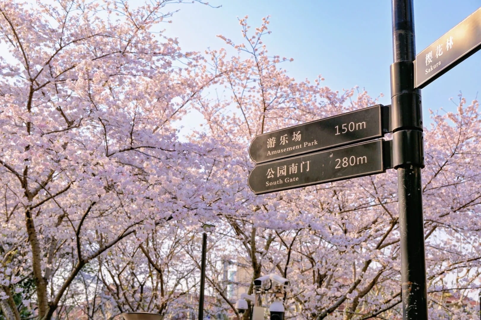 Cherry blossoms in Shanghai