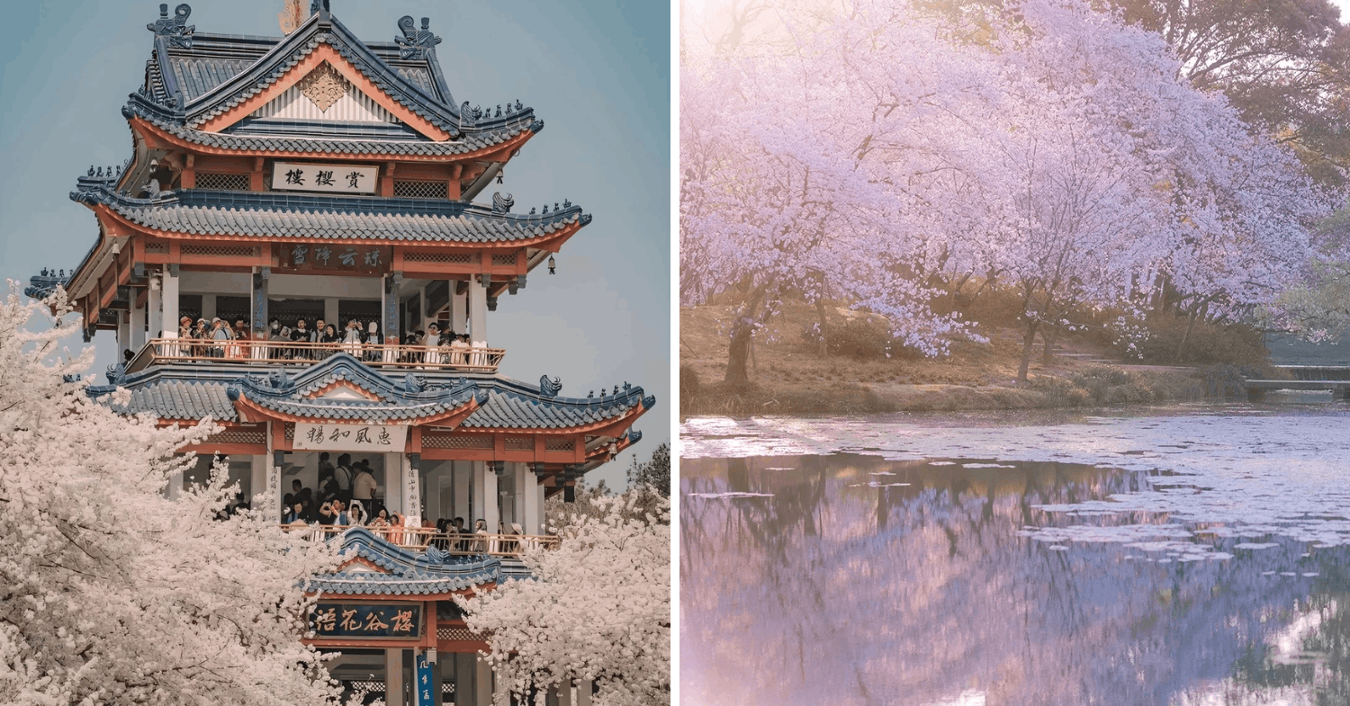 Cherry blossoms in Wuxi