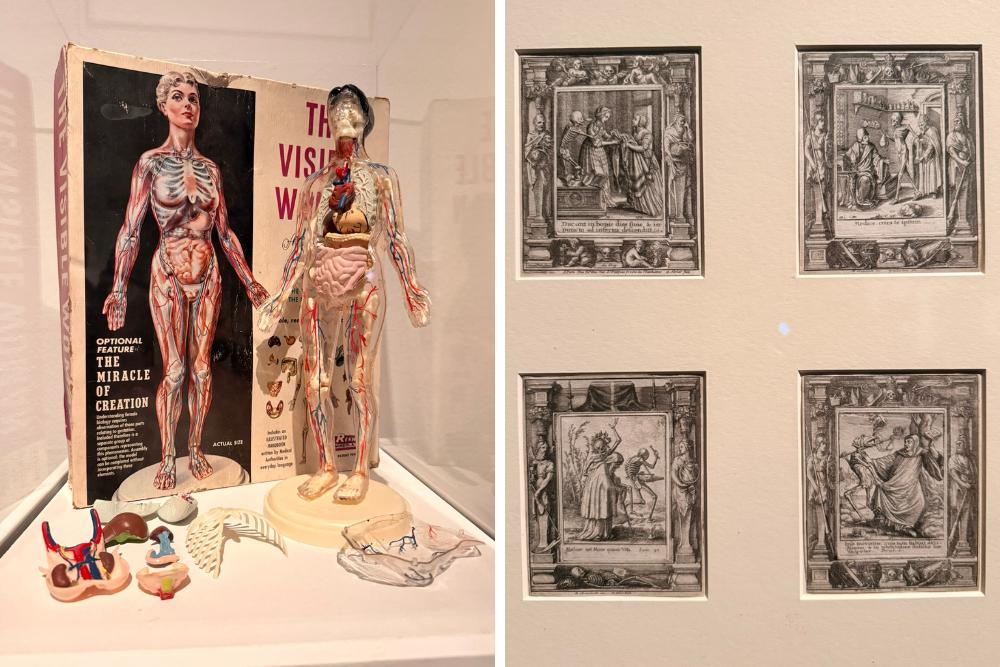 Flesh and Bones-The Art of Anatomy ArtScience Museum Singapore - artefacts