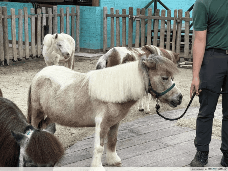 March Holiday Activities - Hello from the Wild Horse