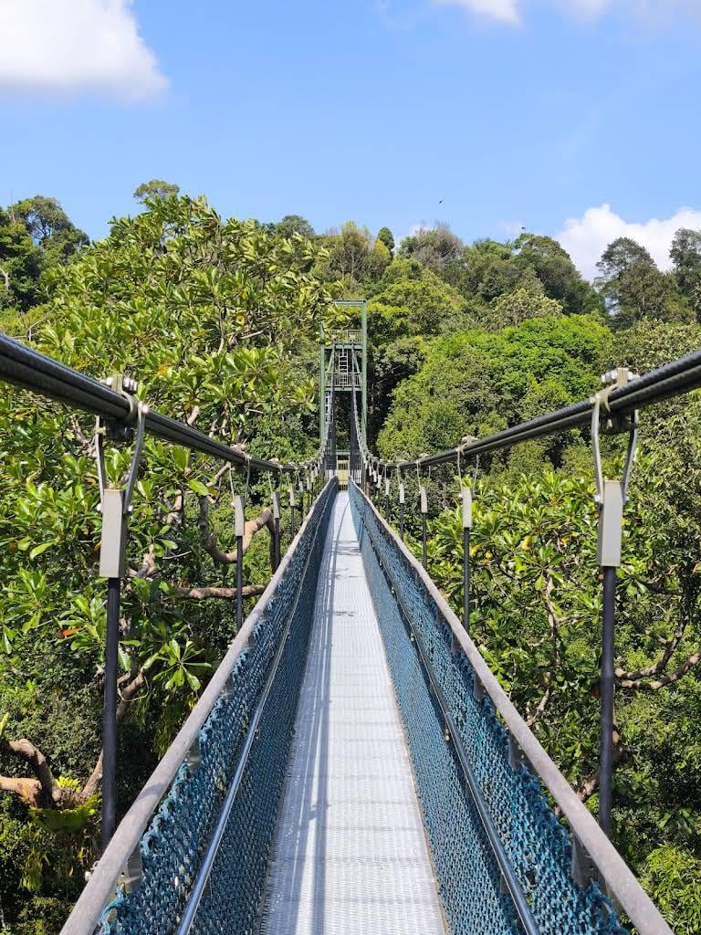macritchie treetop walk