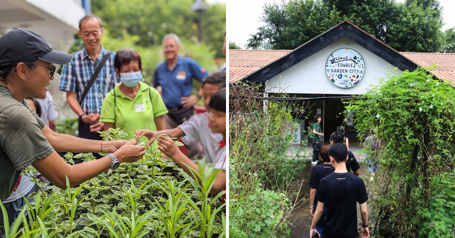 Edible Garden City workshops