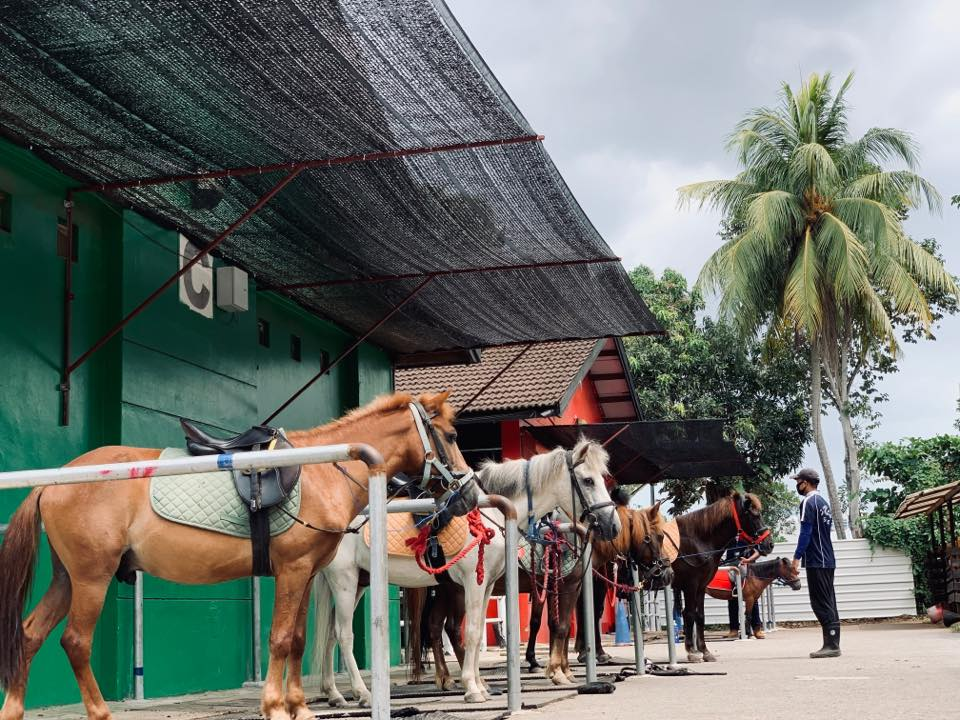 Gallop Stable horses