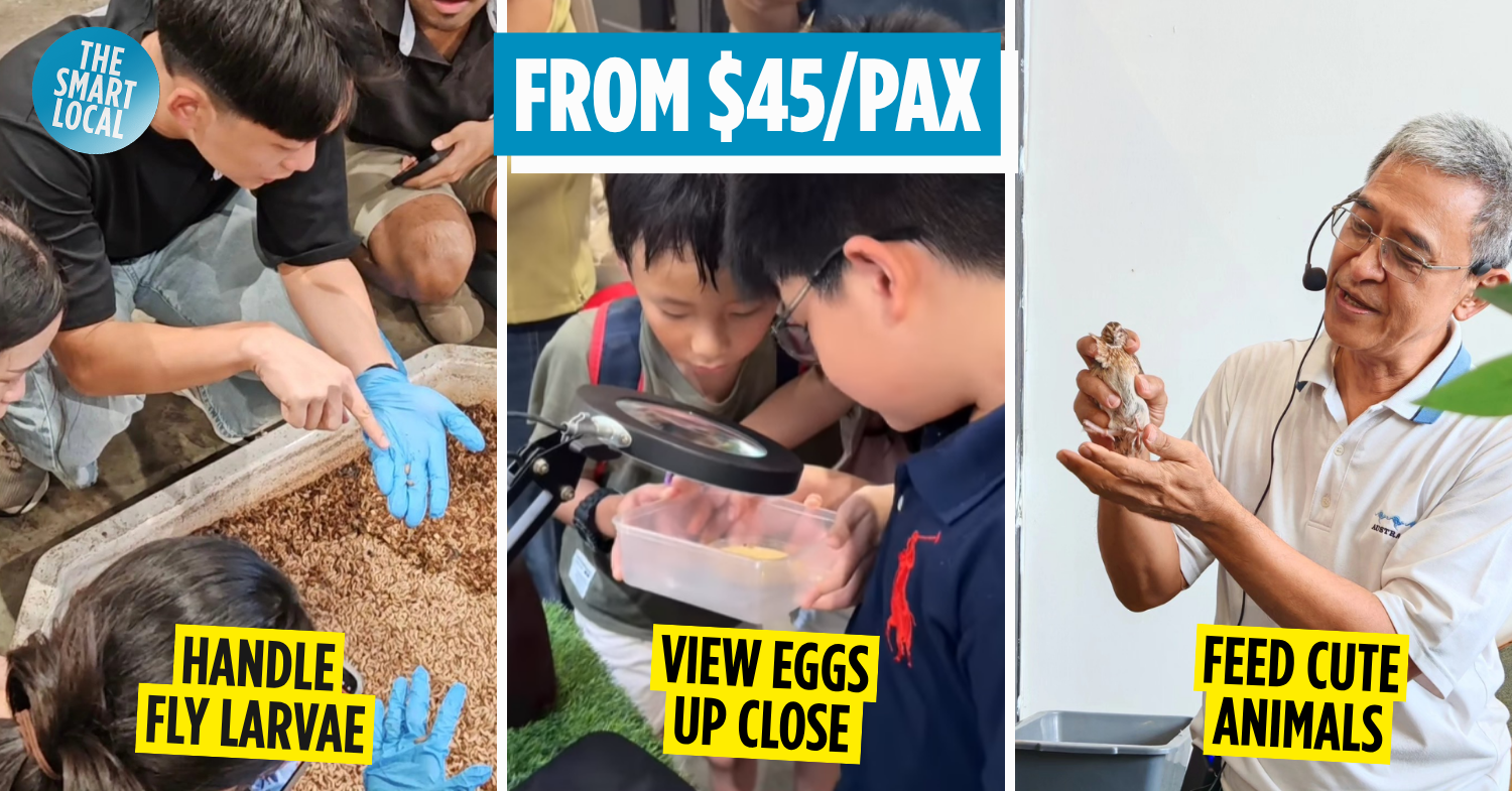 There’s An Insect Farm Tour In Tuas Where You Can Learn More About Flies & Even Eat Larvae Snacks