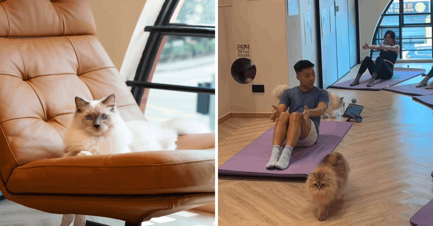 Cat pilates and instructor