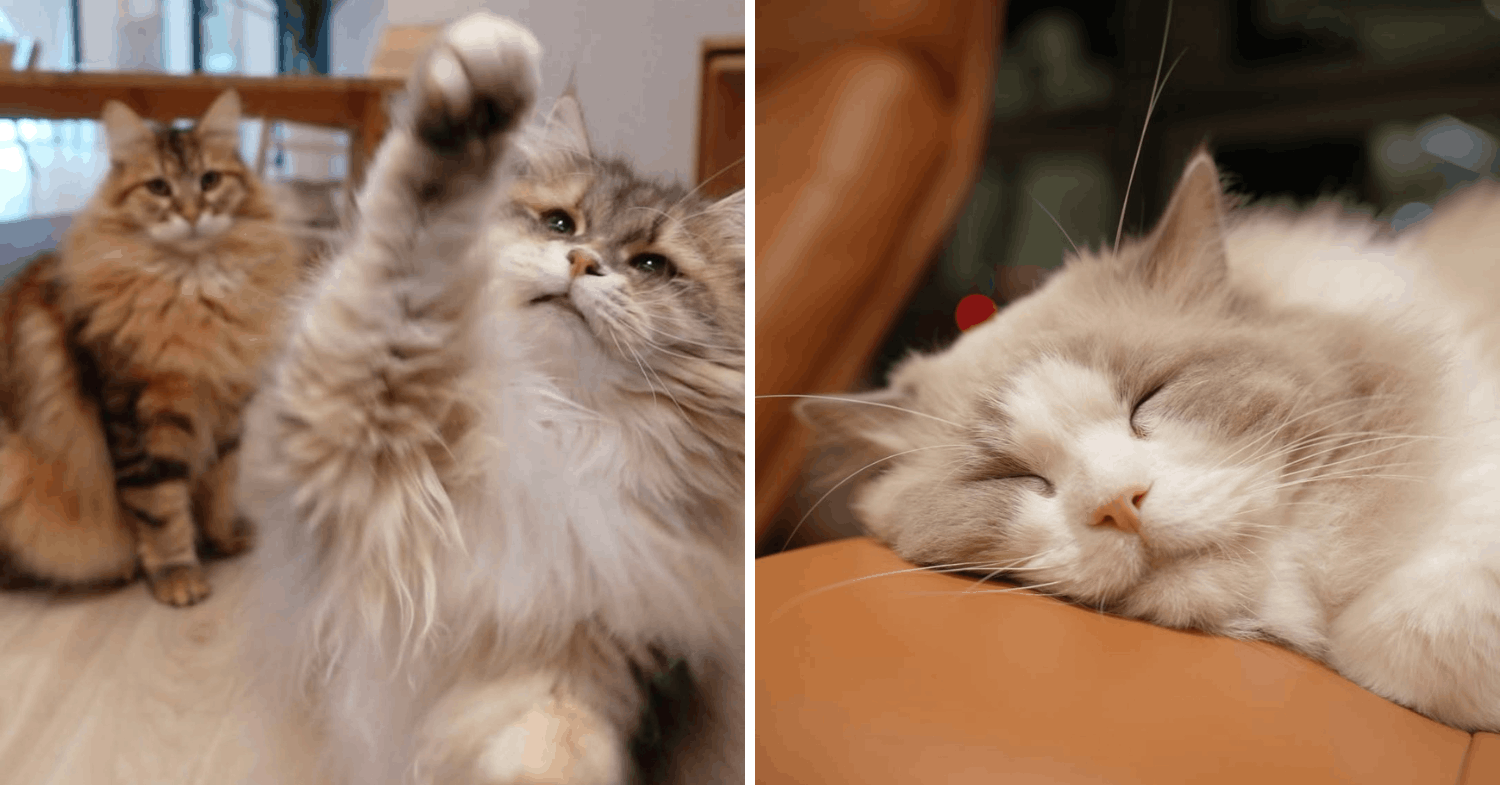 Cats at Fluffydolls Catfe