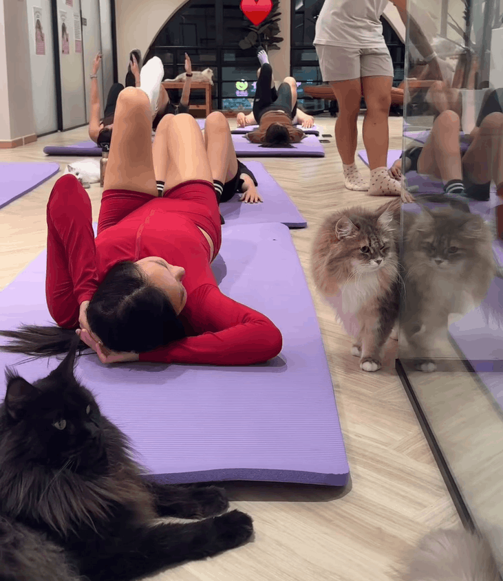Cat pilates 