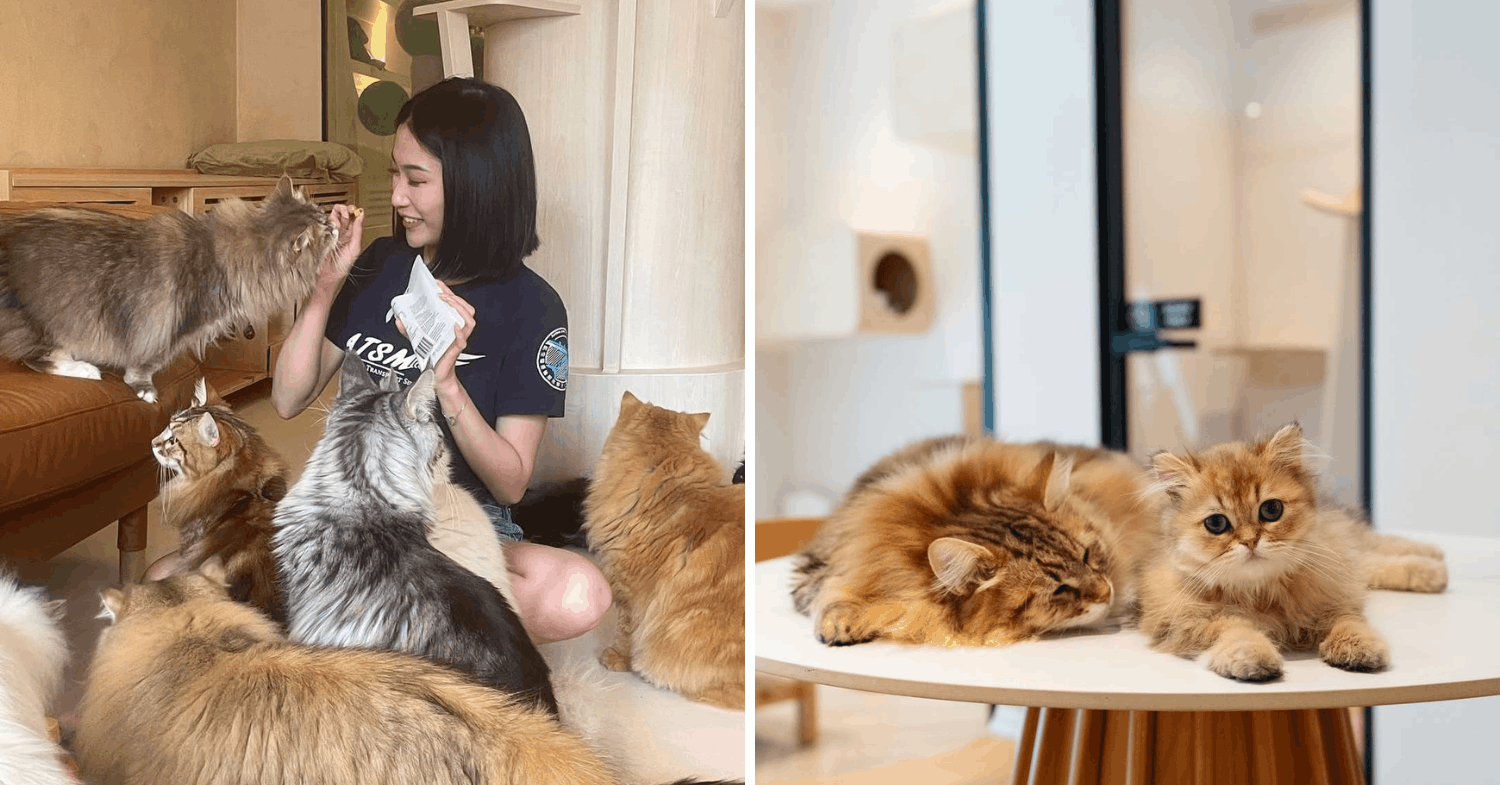 Fluffydolls Catfe cat cafe