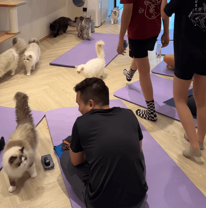 Doing pilates with cats