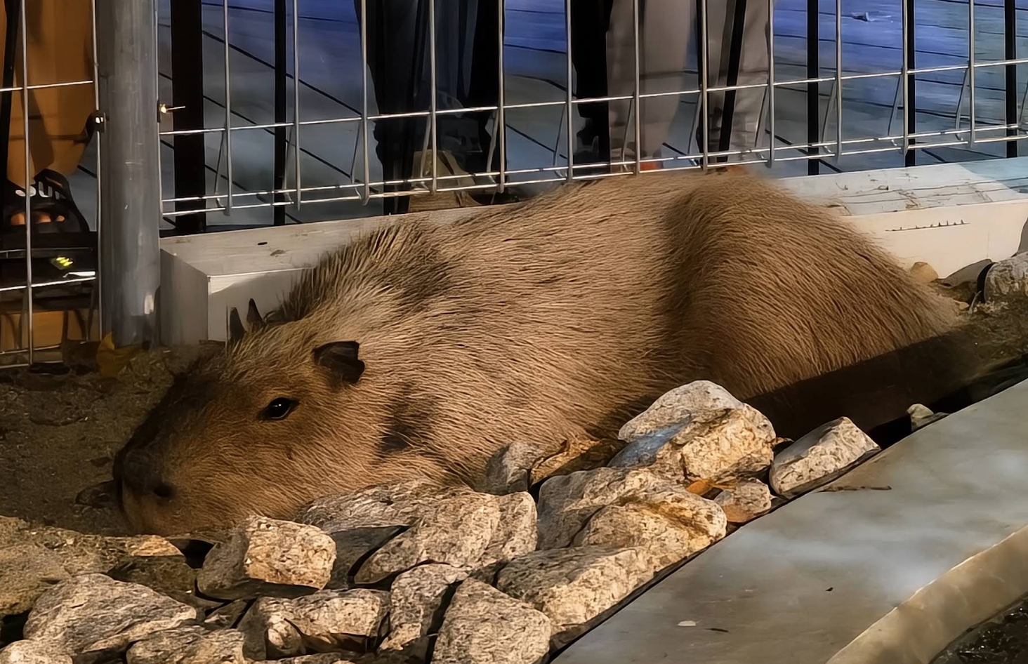 johor night zoo capybara