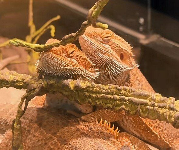 johor night zoo reptile house