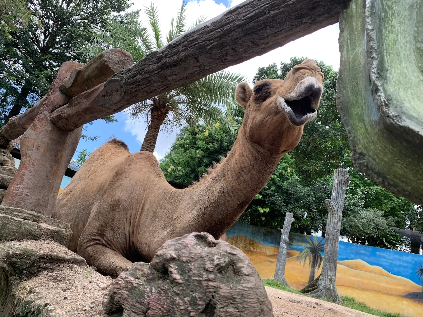 johor night zoo camel