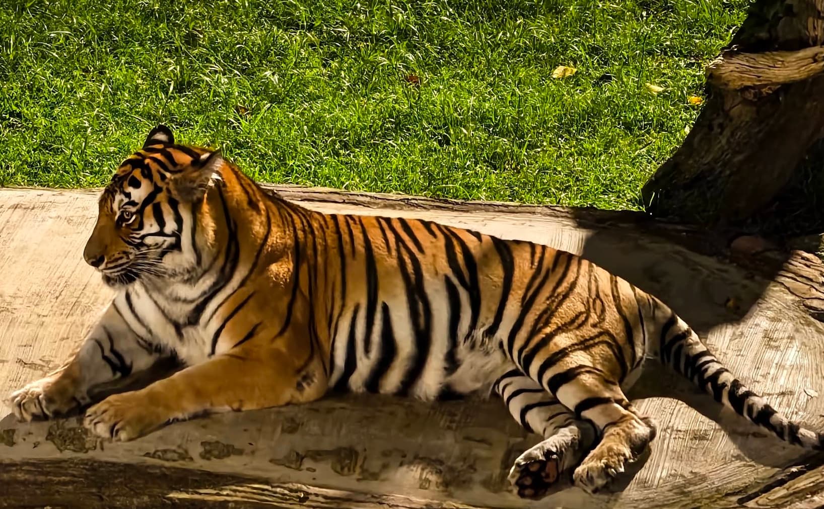 johor night zoo tiger