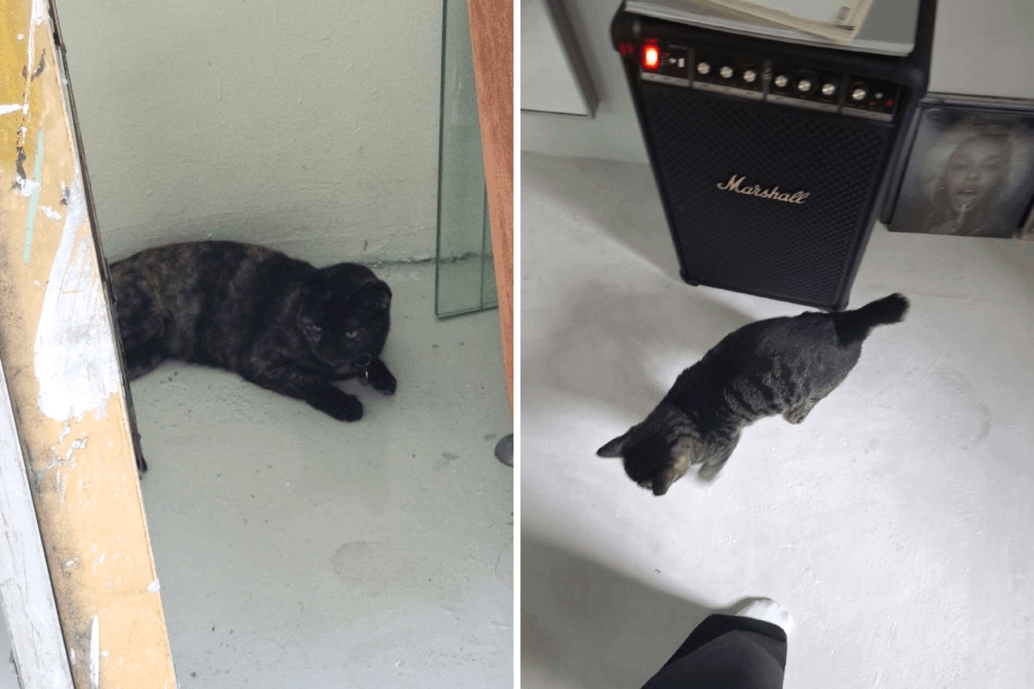 Pearl's Hill Terrace Cats