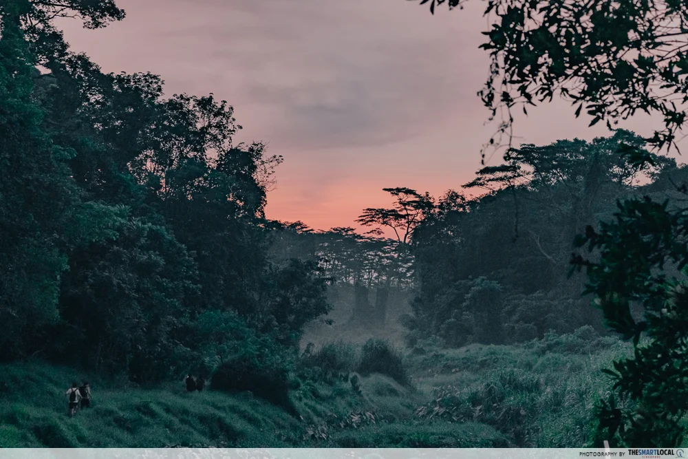 Clementi Forest