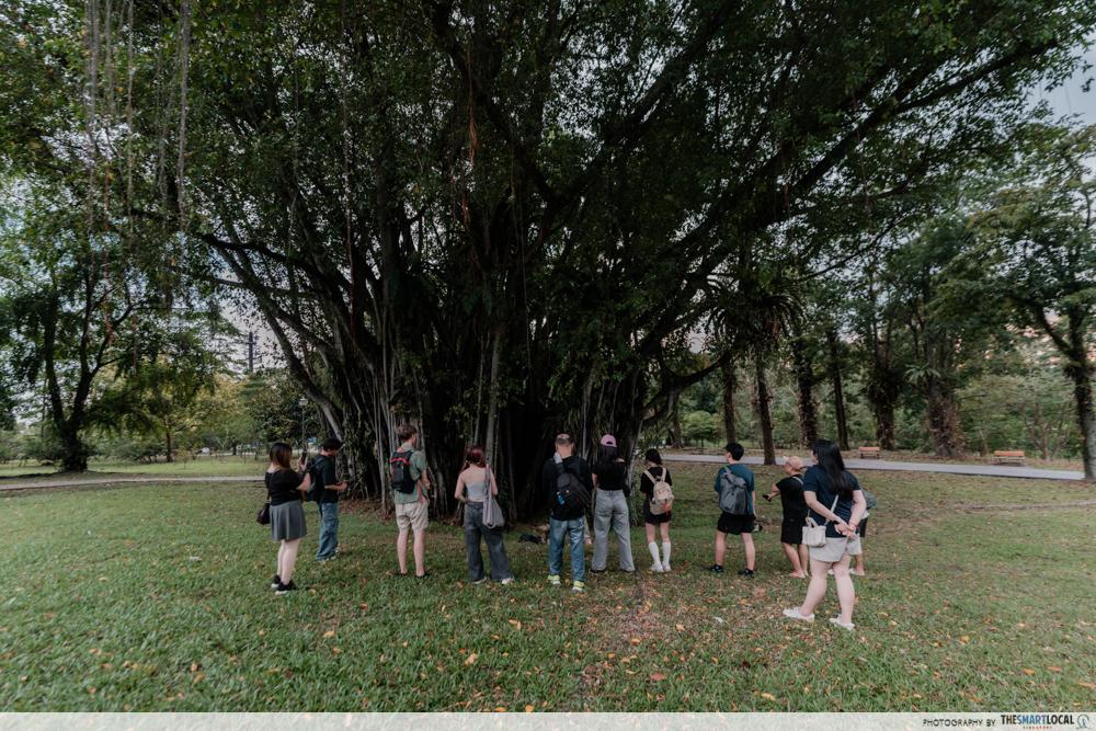 sembawang ghost tour - giant tree