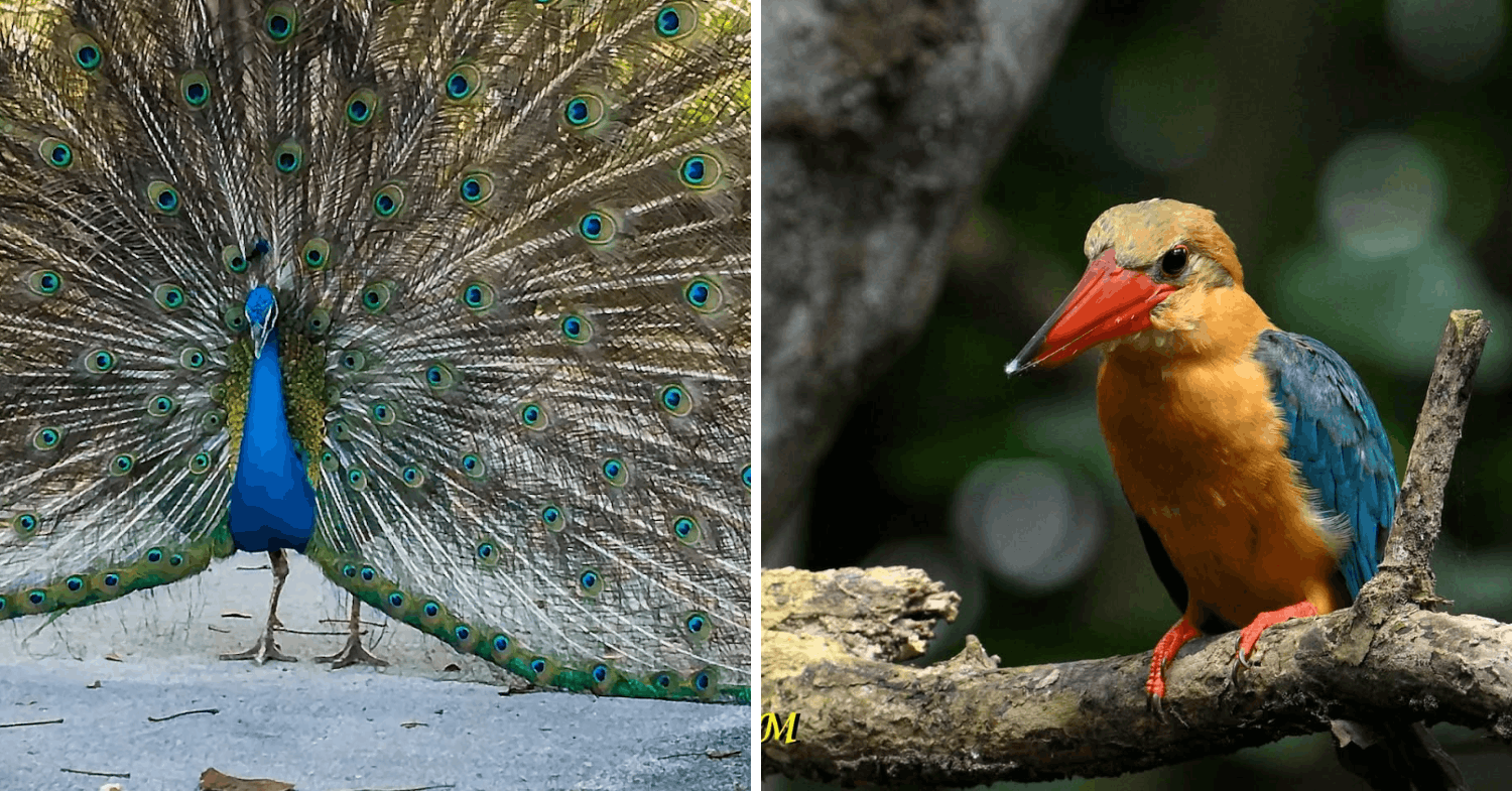 20 Hidden Parks & Gardens In Singapore That Prove The Heartlands Aren't All Just HDBs - berlayer creek