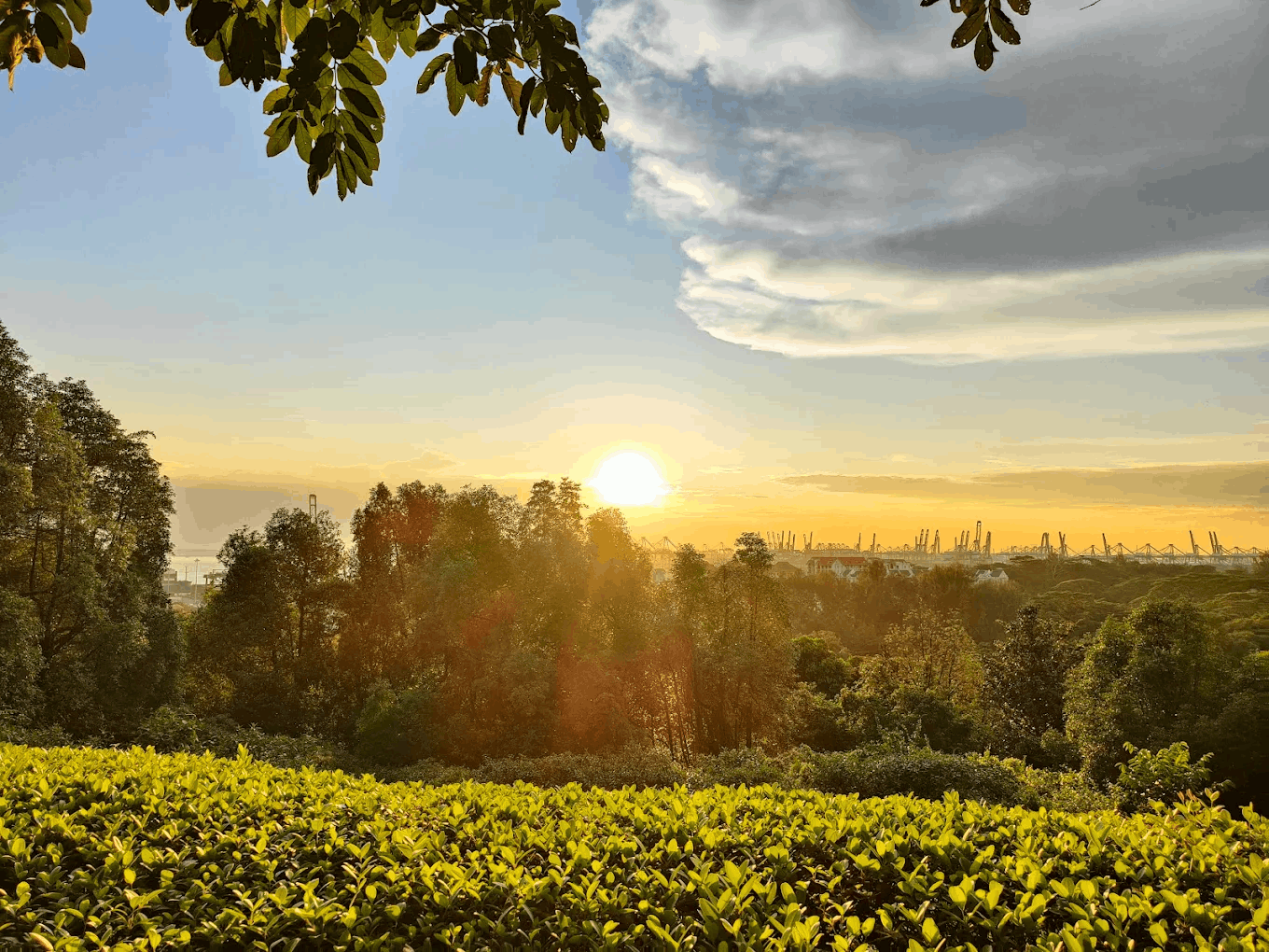 20 Hidden Parks & Gardens In Singapore That Prove The Heartlands Aren't All Just HDBs - kent ridge park