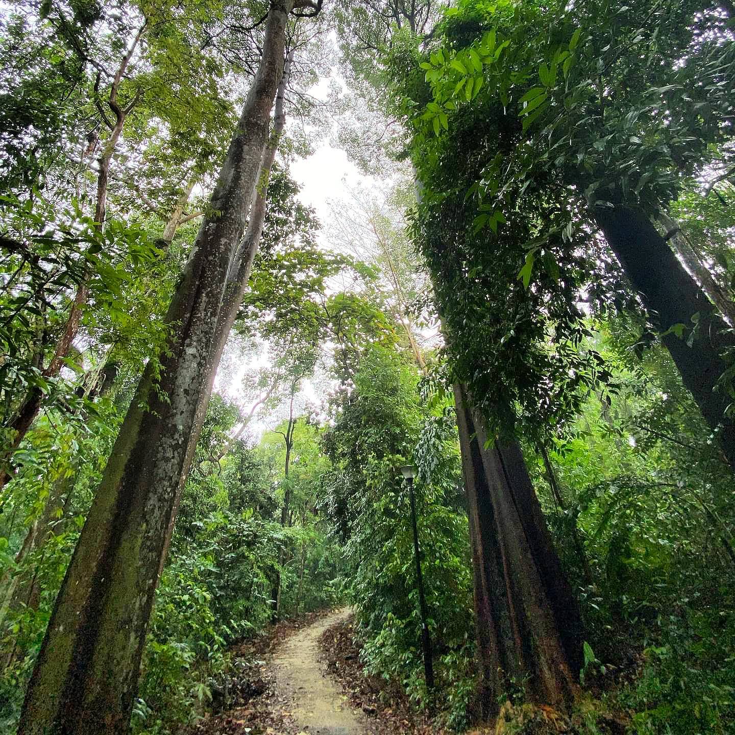20 Hidden Parks & Gardens In Singapore That Prove The Heartlands Aren't All Just HDBs - zhenghua park