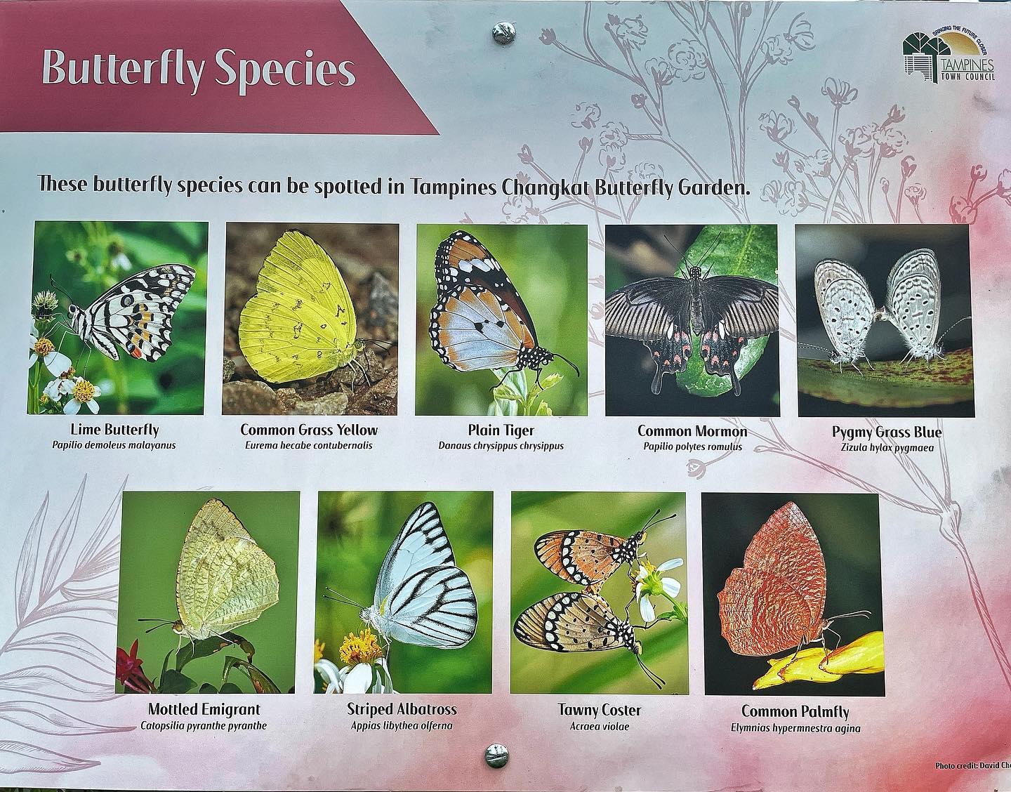 20 Hidden Parks & Gardens In Singapore That Prove The Heartlands Aren't All Just HDBs - tampines changkat butterfly garden