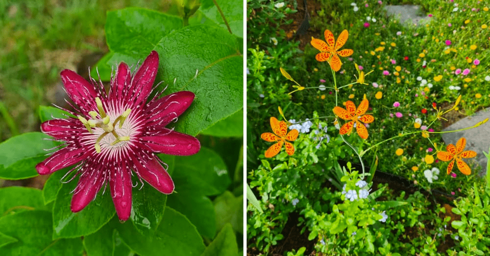 20 Hidden Parks & Gardens In Singapore That Prove The Heartlands Aren't All Just HDBs - woodlands botanical garden
