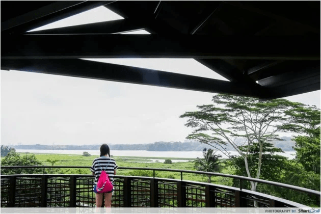 20 Hidden Parks & Gardens In Singapore That Prove The Heartlands Aren't All Just HDBs - kranji marshes