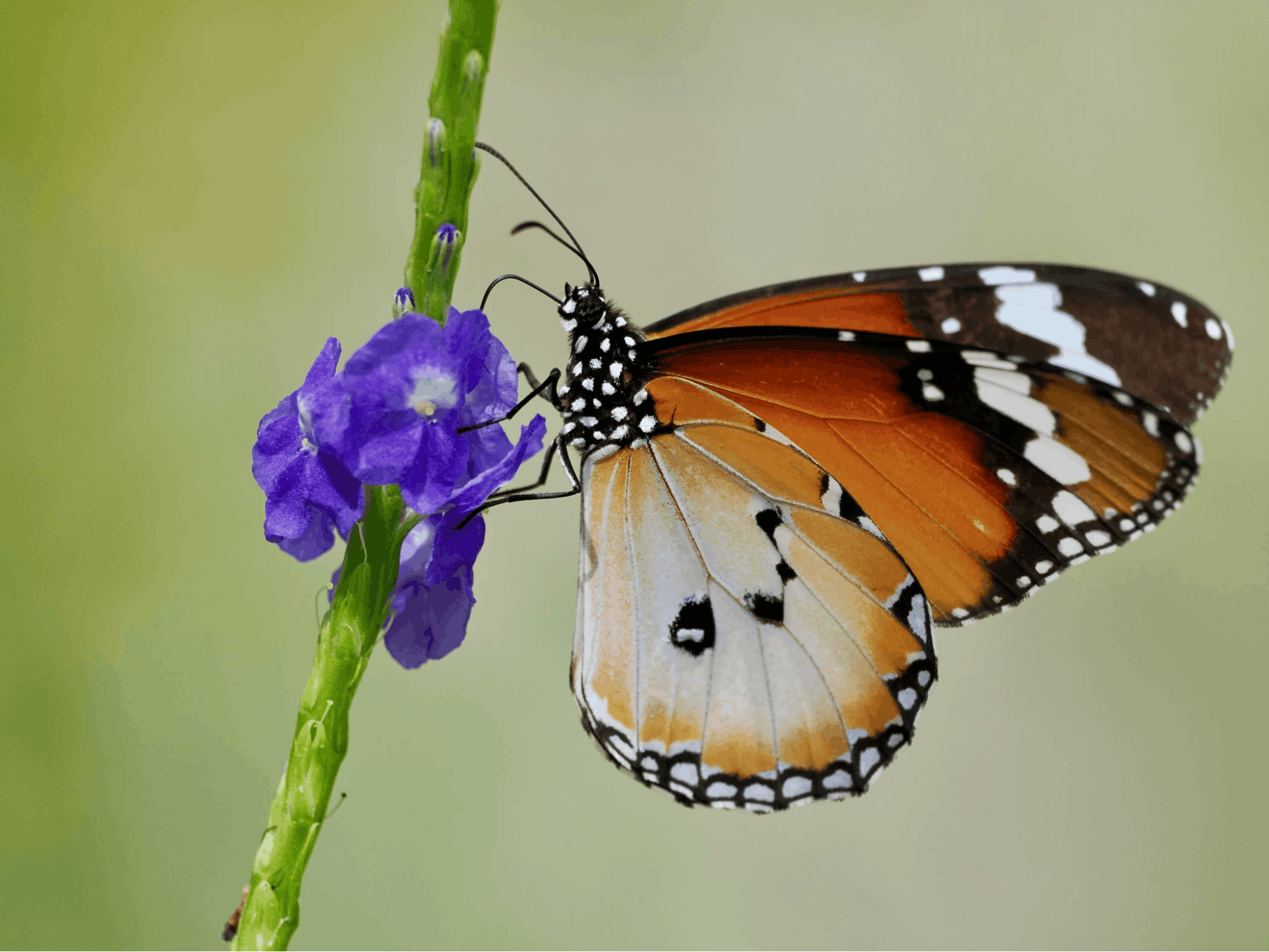 20 Hidden Parks & Gardens In Singapore That Prove The Heartlands Aren't All Just HDBs - tampines changkat butterfly garden