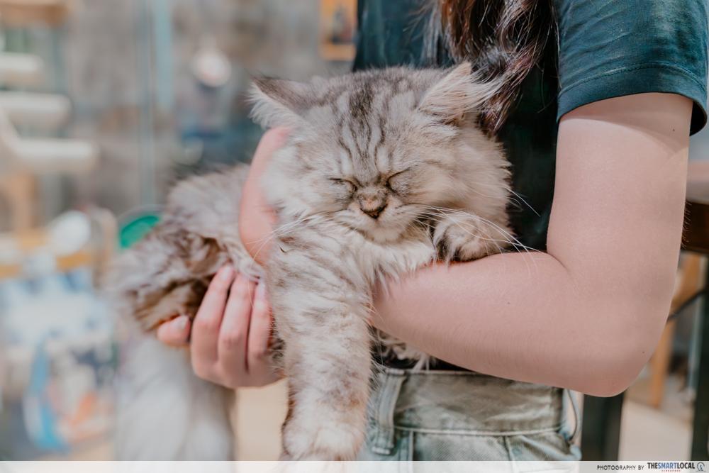 Chinchilla Trading - Cats