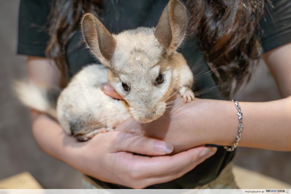 Chinchilla Trading - Chinchilla