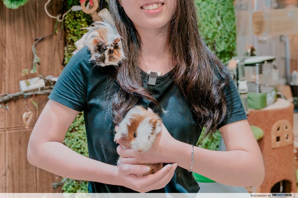 Chinchilla Trading - Guinea pigs