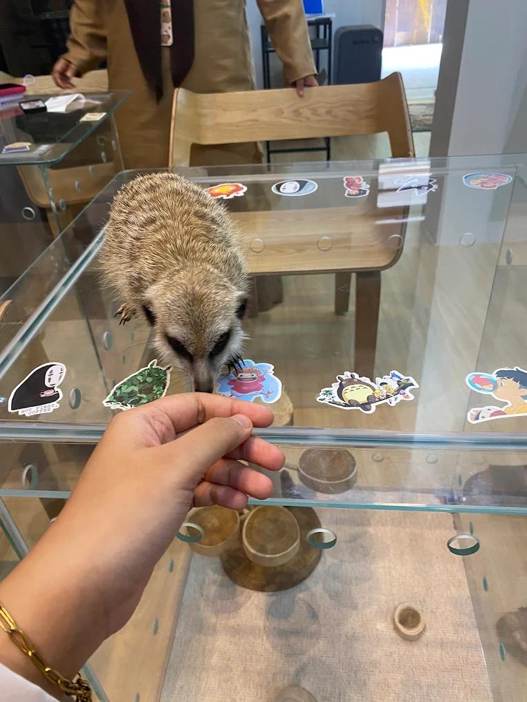 Chinchilla Trading - Meerkat on the Dine with Chinchilla glass table