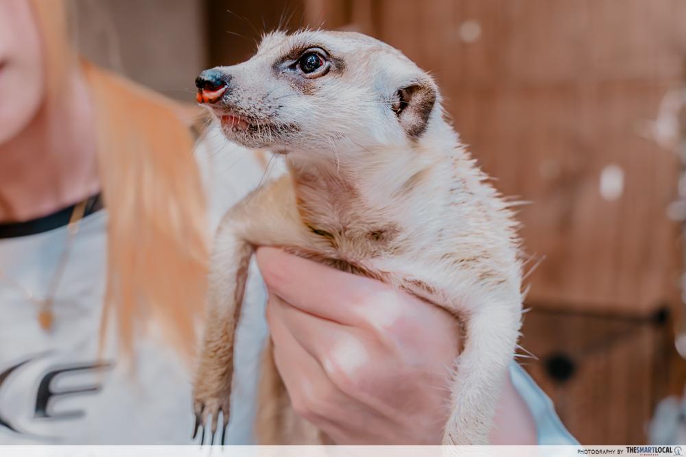 Chinchilla Trading - Meerkat
