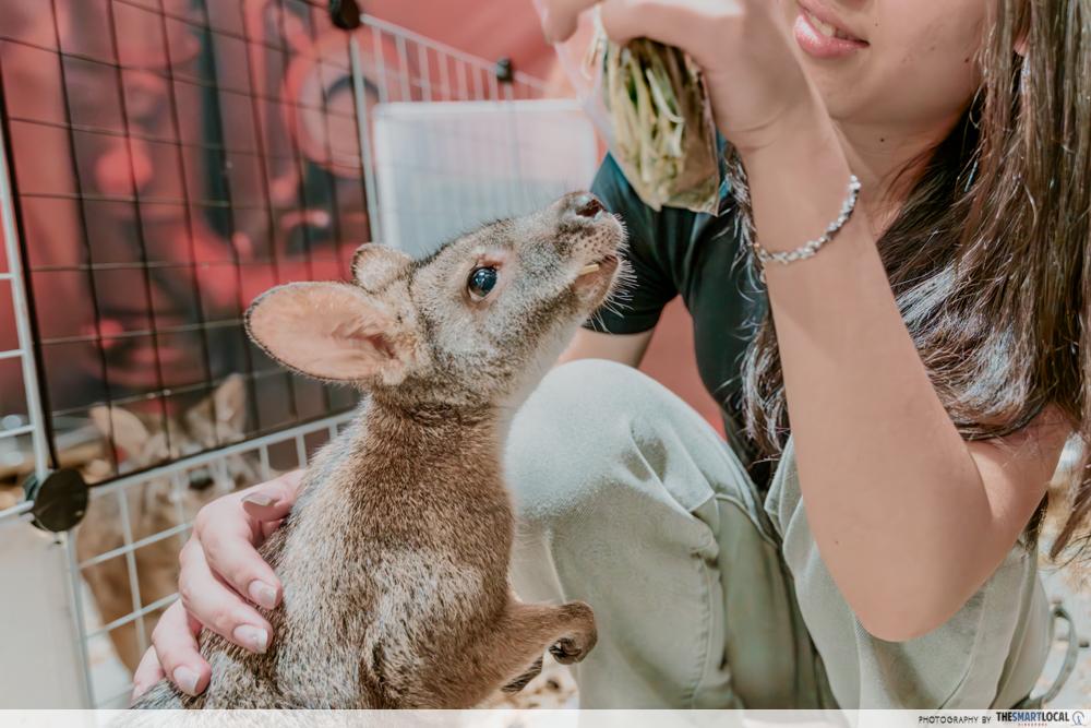 Chinchilla Trading - Wallabies (1)