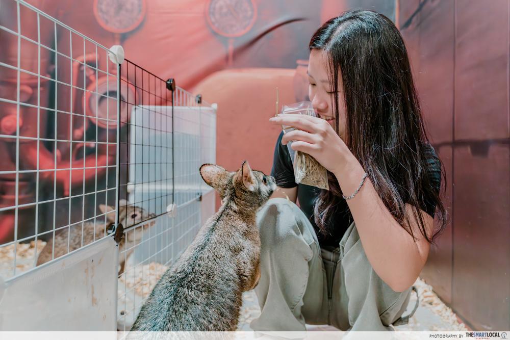 Chinchilla Trading - Wallabies (2)