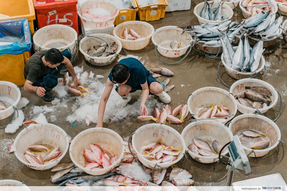 Jurong Fishery Port Tour - Sorting seafood