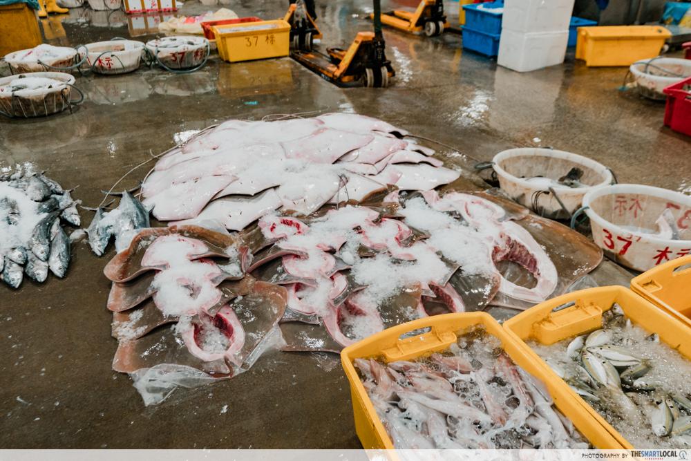 Jurong Fishery Port Tour - stingrays