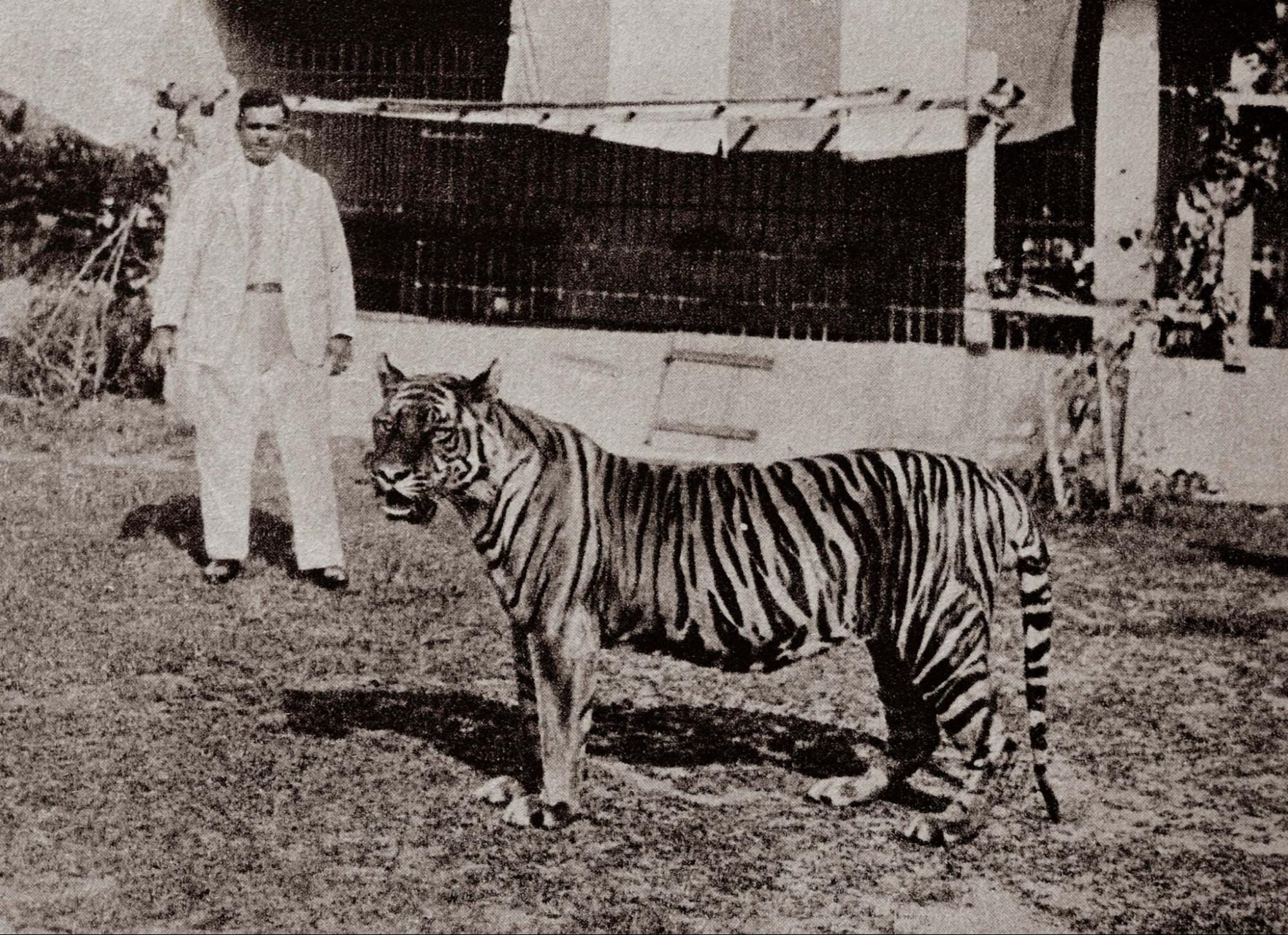 Punggol Zoo - tiger