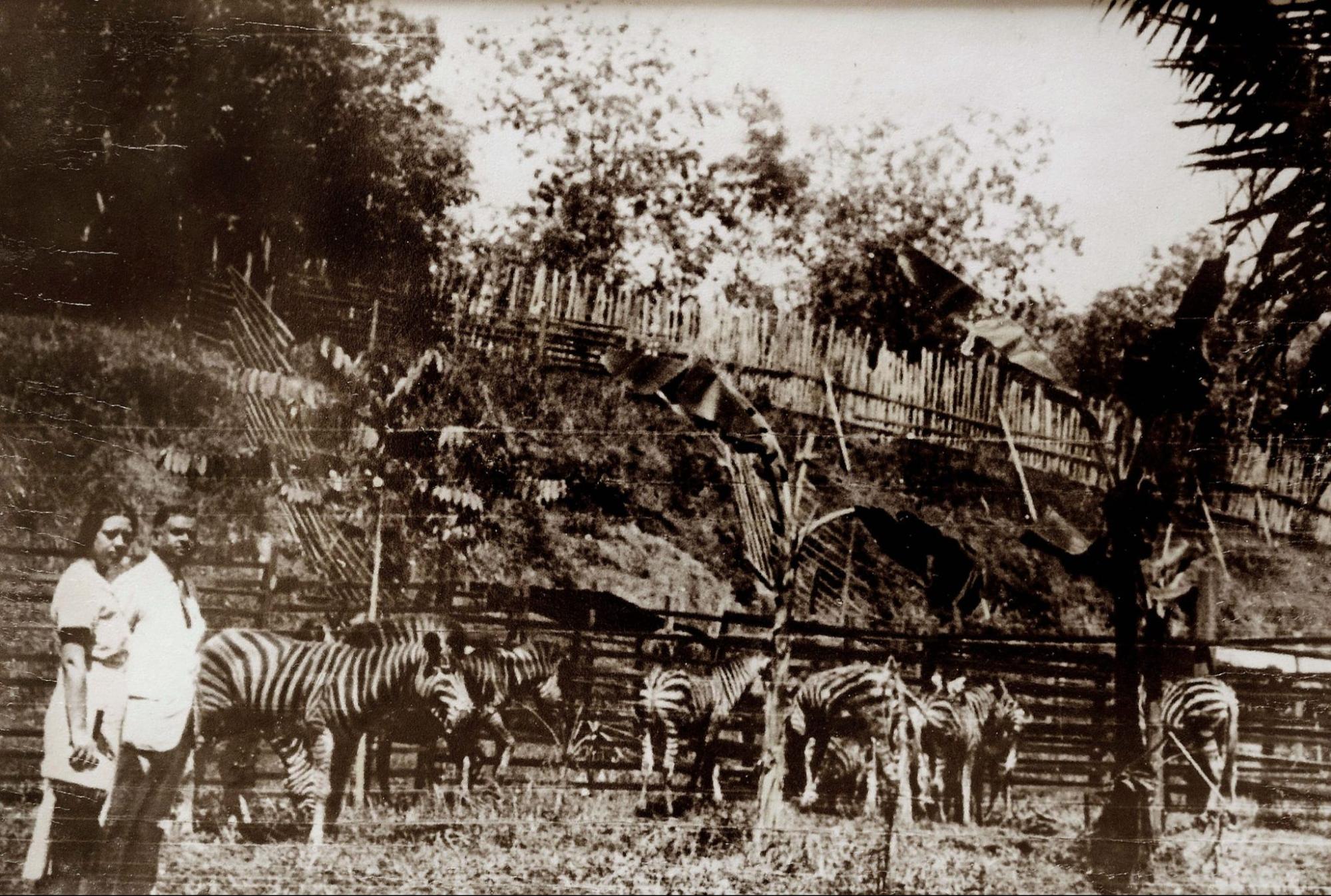Punggol Zoo - zebras